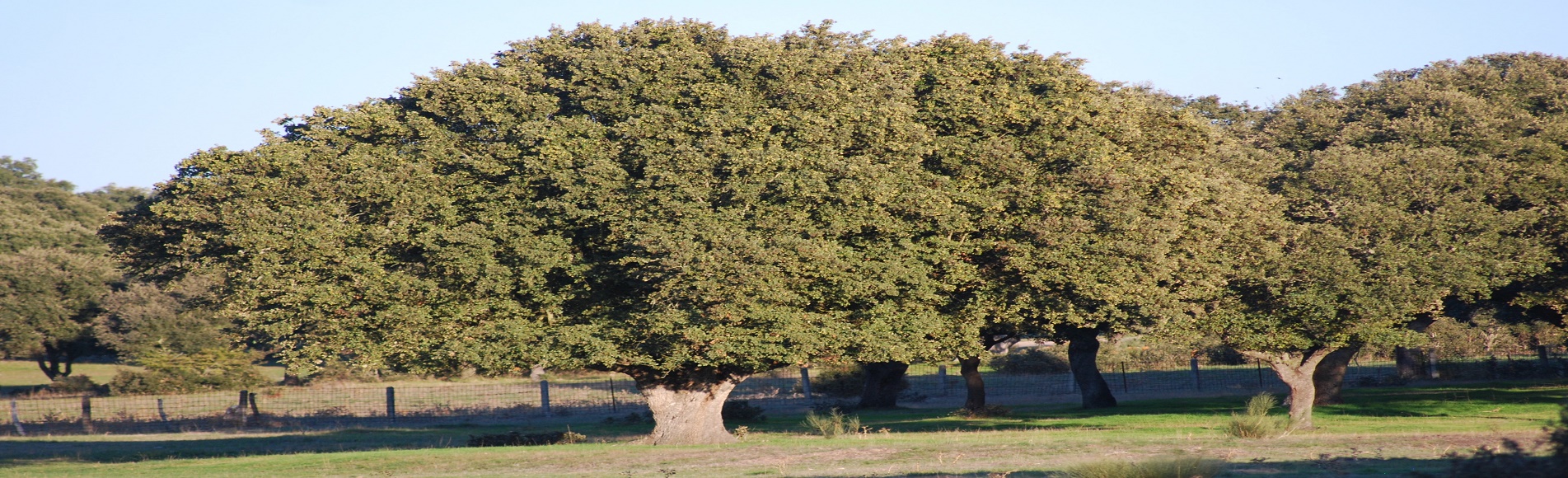 carrusel de portada